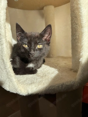  EKH   BKH mix Kitten 