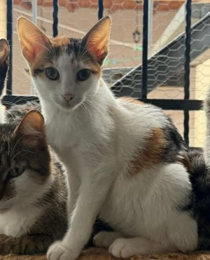 Unsere kleine Orelie ist auf Körbchensuche Bild 2