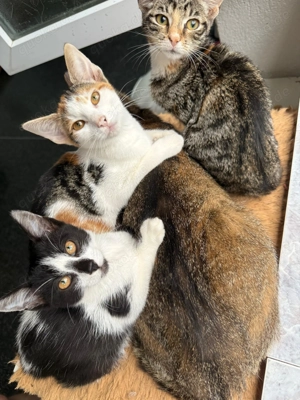Unsere kleine Orelie ist auf Körbchensuche Bild 3