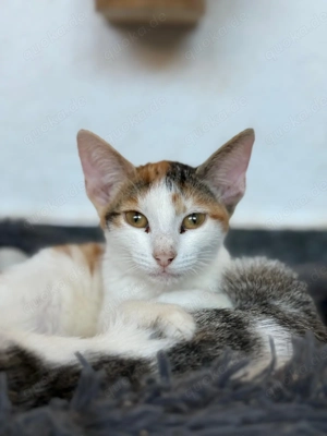 Unsere kleine Orelie ist auf Körbchensuche