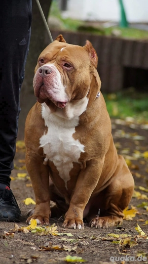 American Bully XL  Deckrüde