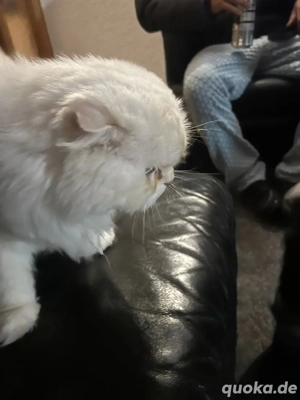 perser katze zu verkaufen 