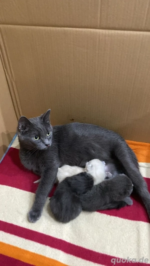 Russisch Blau - BKH Blue Point edel Mix