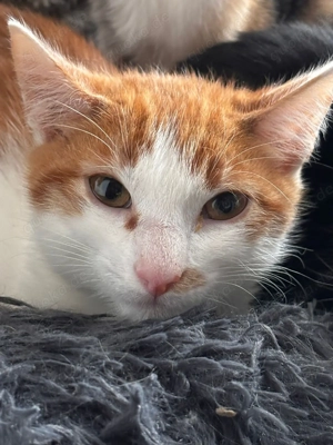 Elvis - unser charmanter Schmusebolzen sucht sein Für-immer-Zuhause