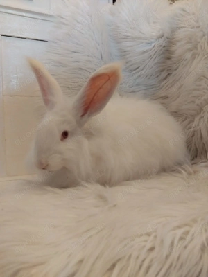 Angora kaninchen groß reinrassig reinerbig weiß 