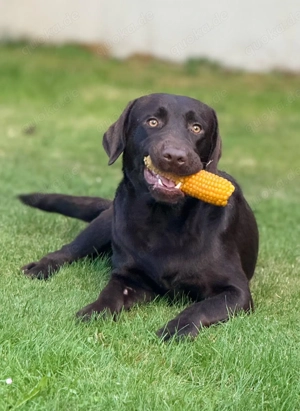 Bruno, der charmante Labrador-Rüde