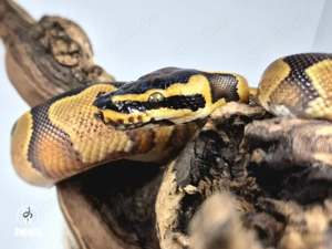 1.0 Calico Enchi Orange Dream Yellow Belly (Vanilla) - Königspython Python regius