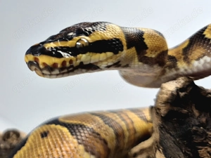 1.0 Calico Enchi Orange Dream Yellow Belly (Vanilla) - Königspython Python regius