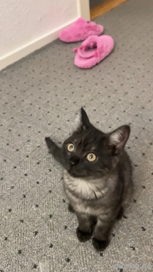 Liebevolle BKH-Kater  sucht ein neues Zuhause