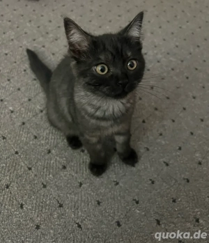 Süßer BKH-Kater sucht ein liebevolles Zuhause