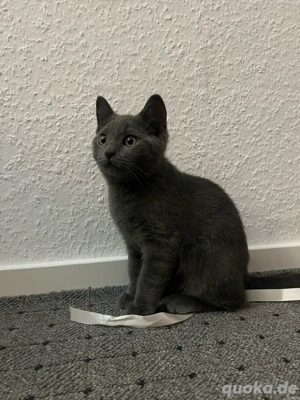 Wunderschöner BKH-Kater sucht ein neues liebevolles Zuhause
