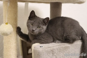 Wunderschöner BKH-Kater sucht ein liebevolles Zuhause