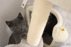 Wunderschöner BKH-Kater sucht ein liebevolles Zuhause