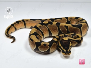 0.1 Calico Enchi Orange Dream Vanilla (Poss YB) - Königspython Python regius