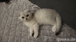 Katze Junge britische 