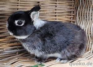 Liebe,soziale Kaninchen Kastrate 0-5Jahre suchen Zuhause-geimpft 