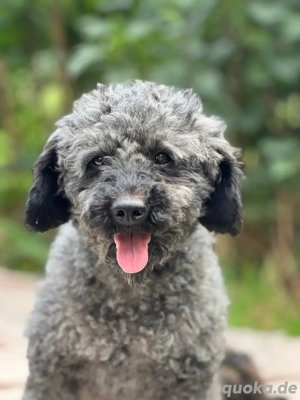 5 jährige Zwergpudel Pudel Hündin in liebevolle Hände abzugeben