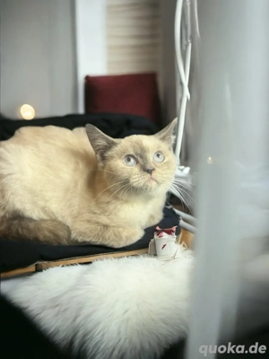 Bkh kitten Britisch Kurzhaar Kitten aus Champion-Linien in Lilac, Golden & Cinnamon