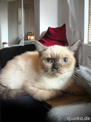 Bkh kitten Britisch Kurzhaar Kitten aus Champion-Linien in Lilac, Golden & Cinnamon