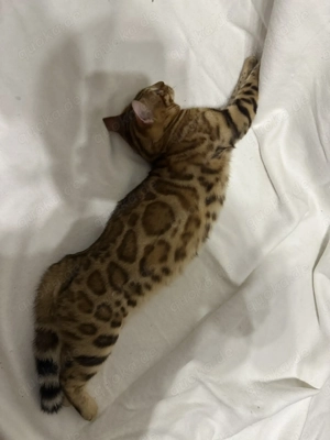 Bengalkater Bruno 5 Monate alt, Golden Spotted Tabby mit Stammbaum Bild 2