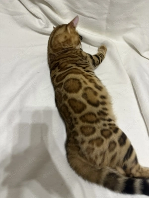 Bengalkater Bruno 5 Monate alt, Golden Spotted Tabby mit Stammbaum Bild 5
