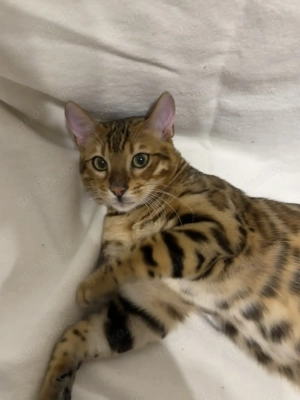 Bengalkater Bruno 5 Monate alt, Golden Spotted Tabby mit Stammbaum Bild 6