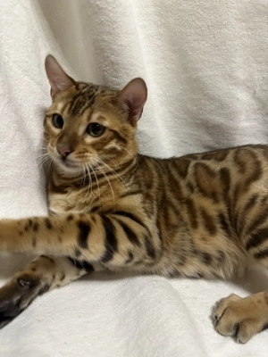 Bengalkater Bruno 5 Monate alt, Golden Spotted Tabby mit Stammbaum Bild 3
