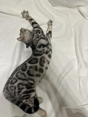 Bengalkater Blanco 5 Monate alt, Silver Spotted Tabby mit Stammbaum