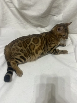 Bengalkater Bruno 5 Monate alt, Golden Spotted Tabby mit Stammbaum Bild 4