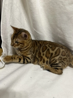 Bengalkater Bruno 5 Monate alt, Golden Spotted Tabby mit Stammbaum Bild 7