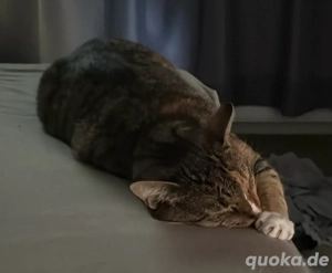 Lucy + Pauli suchen ein zuhause Kastriert