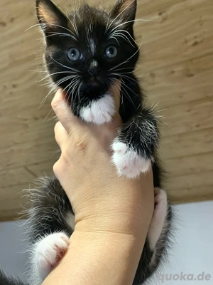 Mix Kätzche, schwarz-weiß