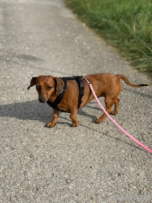 Liebe Dackelhündin dringend abzugeben