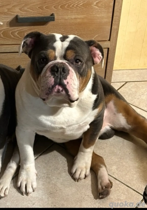 Hübscher OEB-Rüde mit tollem Charakter sucht seinen Platz 