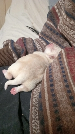 Chihuahua. Baby sucht neues Zuhause 