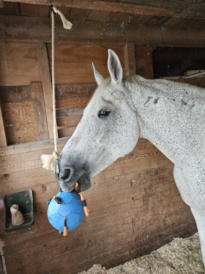 Suche Pflegebeteiligung   Reitbeteiligung auf liebem Wallach