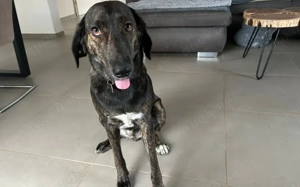 Zuhause gesucht für Neela