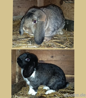 Deutsche Widder Rammler Kaninchen 