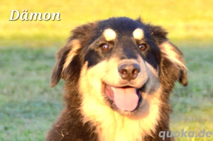 Collie Golden Retriever  Australian Shepherd  Welpen