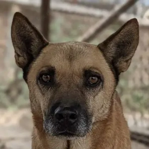 Diesel, geb. ca. 04 2022, lebt in GRIECHENLAND, im städt. Tierheim Serres 