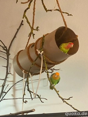 Rosenköpfchen Paar mit kompletter Ausstattung Bild 4