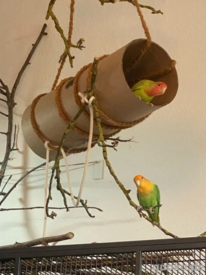 Rosenköpfchen Paar mit kompletter Ausstattung Bild 5