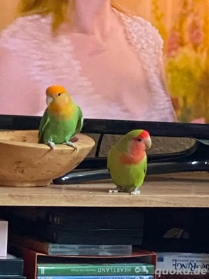 Rosenköpfchen Paar mit kompletter Ausstattung