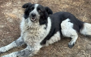 Freundliche Enka sucht ihre Zuhause