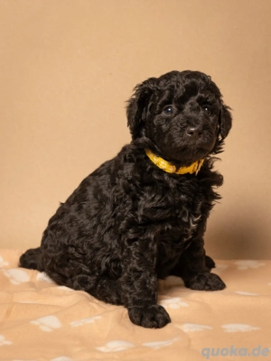 Labradoodle Welpen  Bild 2