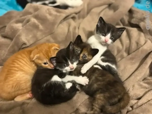 Zauberhafte BKH-MIX Kätzchen suchen ein liebevolles Zuhause