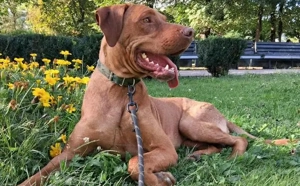 Stattlich schöner Paolo sucht Zuhause