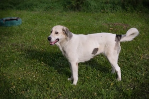 *KAMILA* Die ruhige und freundlicheHerdenschutzhündin Mix sucht hundeerfahrene Familie