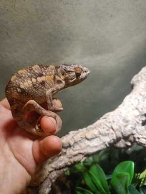 Furcifer pardalis aus Nachzucht 2025