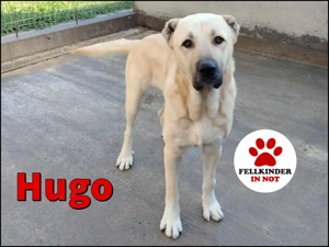Hugo freundlicher Kangal Mischlingsrüde Mischling Rüde sucht Zuhause oder Pflegestelle